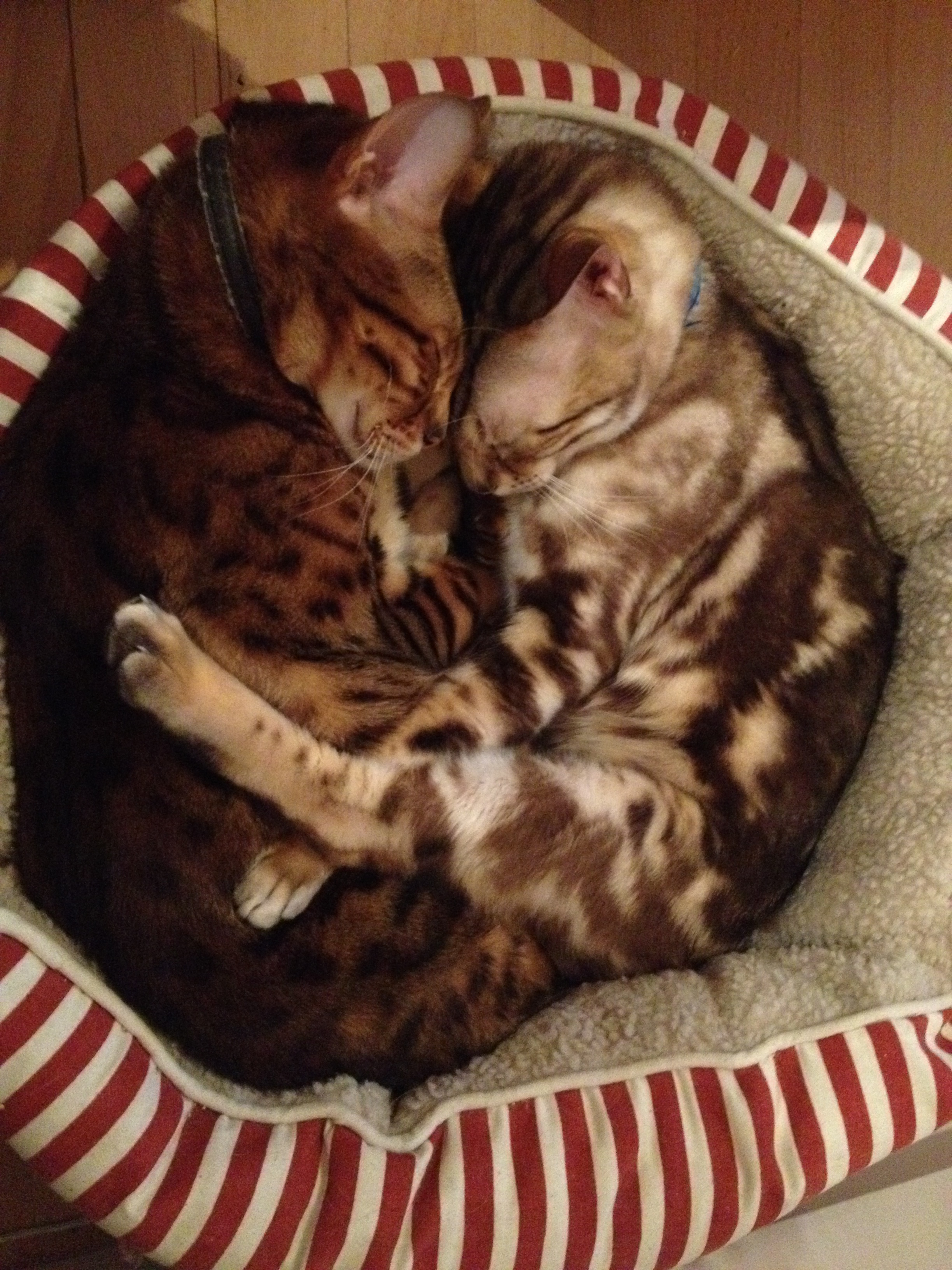 Our two Bengals Max and Jack
