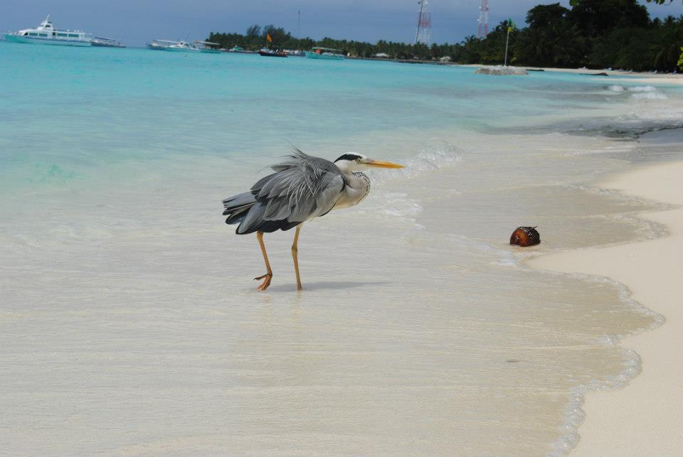 Bird at Kuramathi Island Resort in Maldives