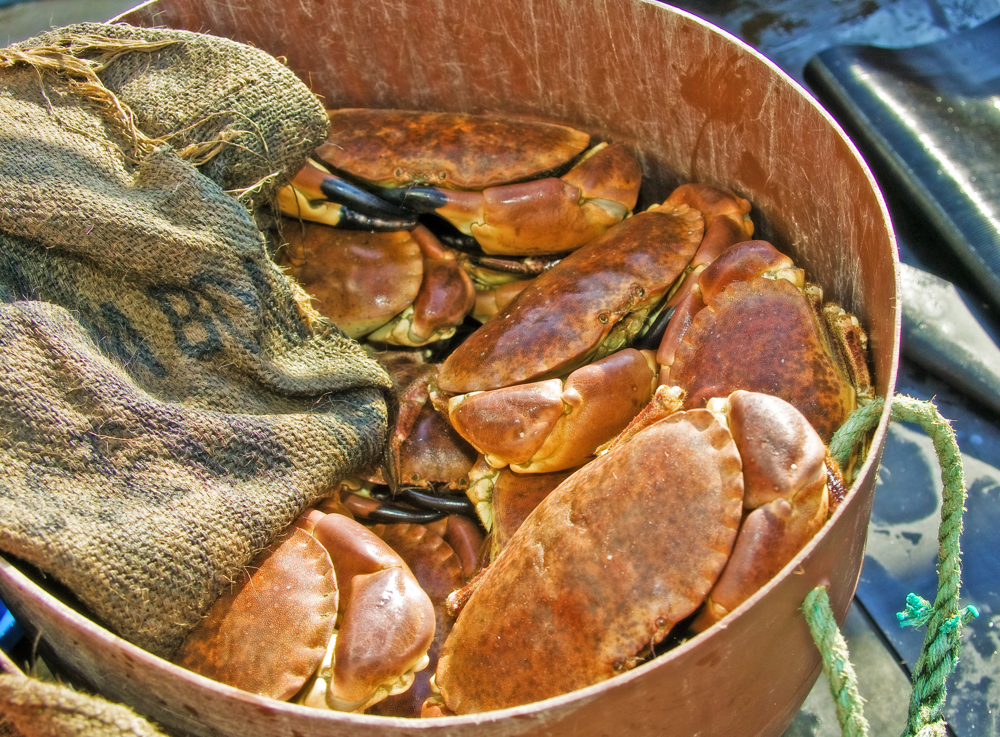 Guernsey crab.jpg