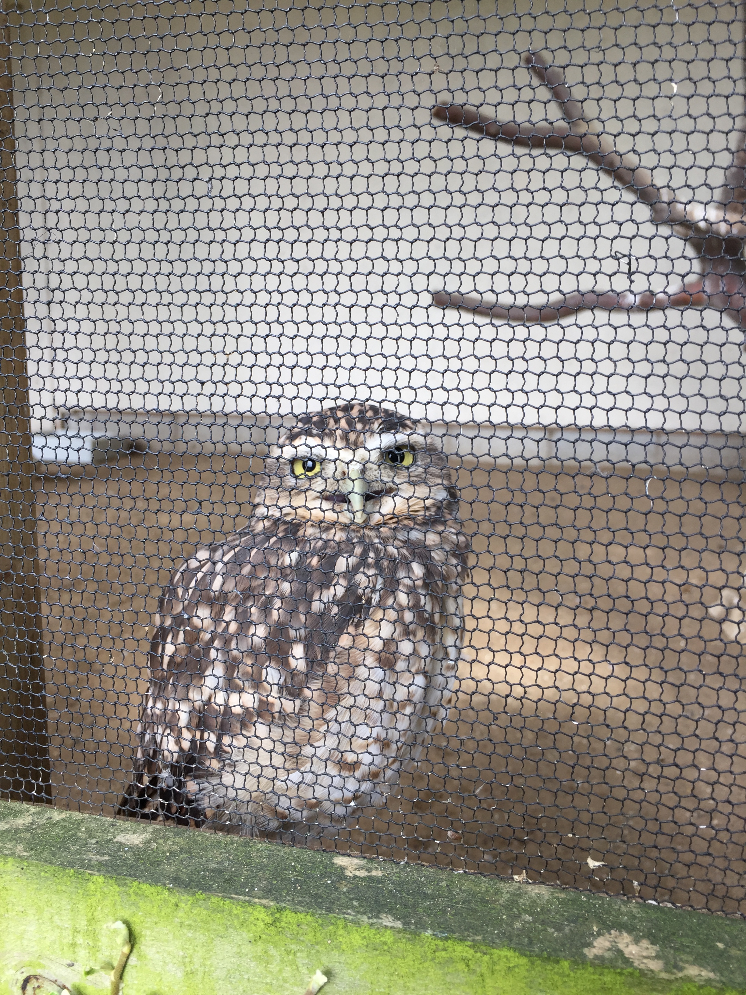 National Centre for Birds of Prey