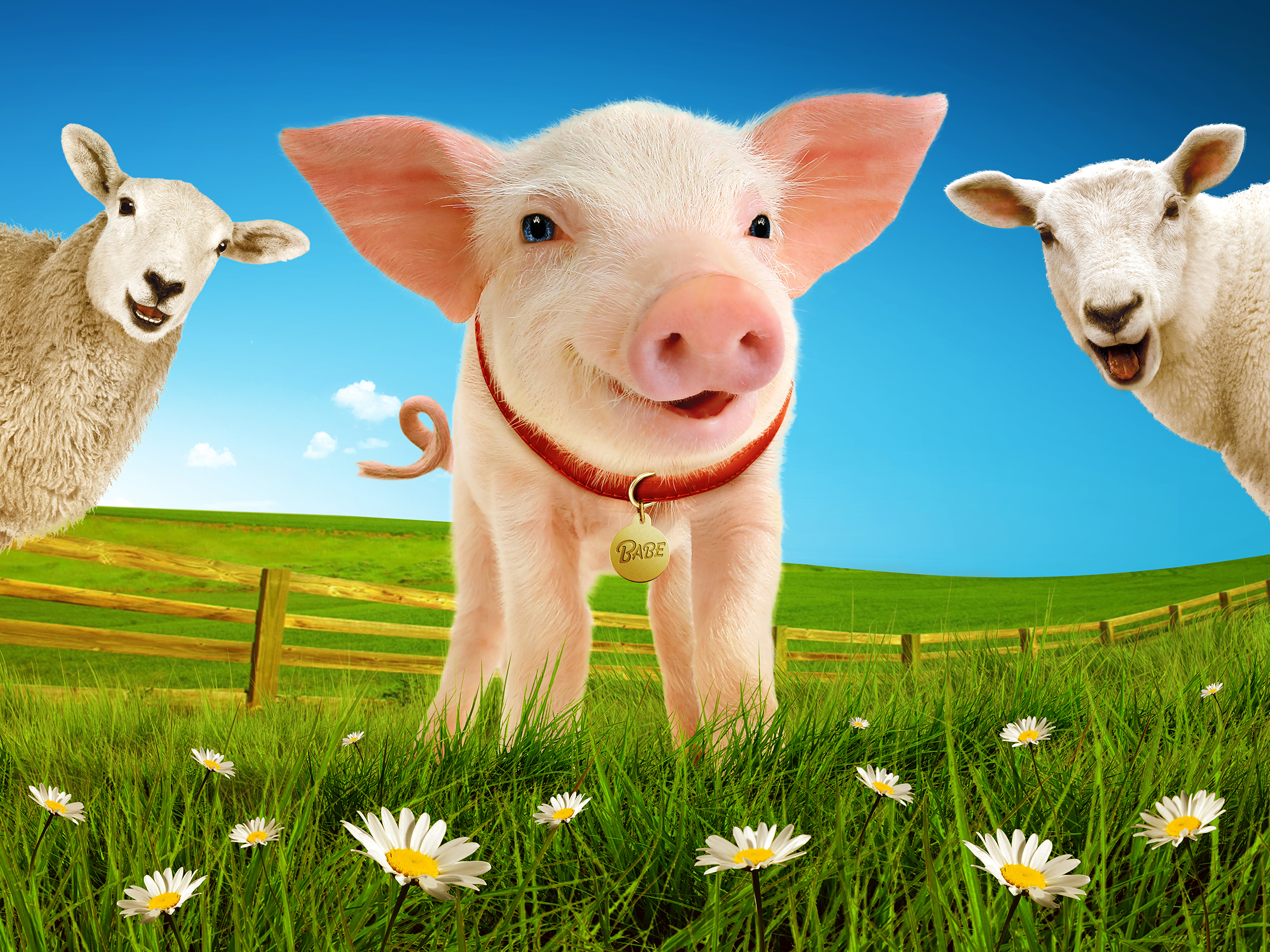 babe-the-sheep-pig-landscape-image